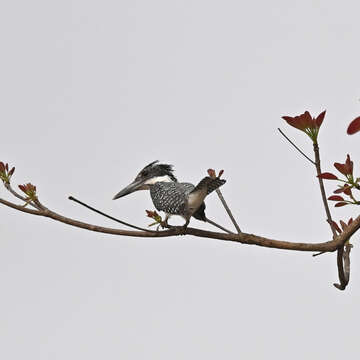 Image of Crested Kingfisher