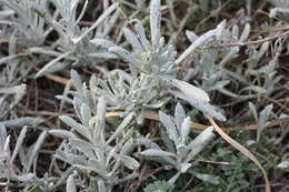 Image of Senecio crassiflorus (Poir.) DC.