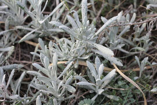 Image de Senecio crassiflorus (Poir.) DC.