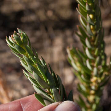 Image of Clutia polygonoides L.