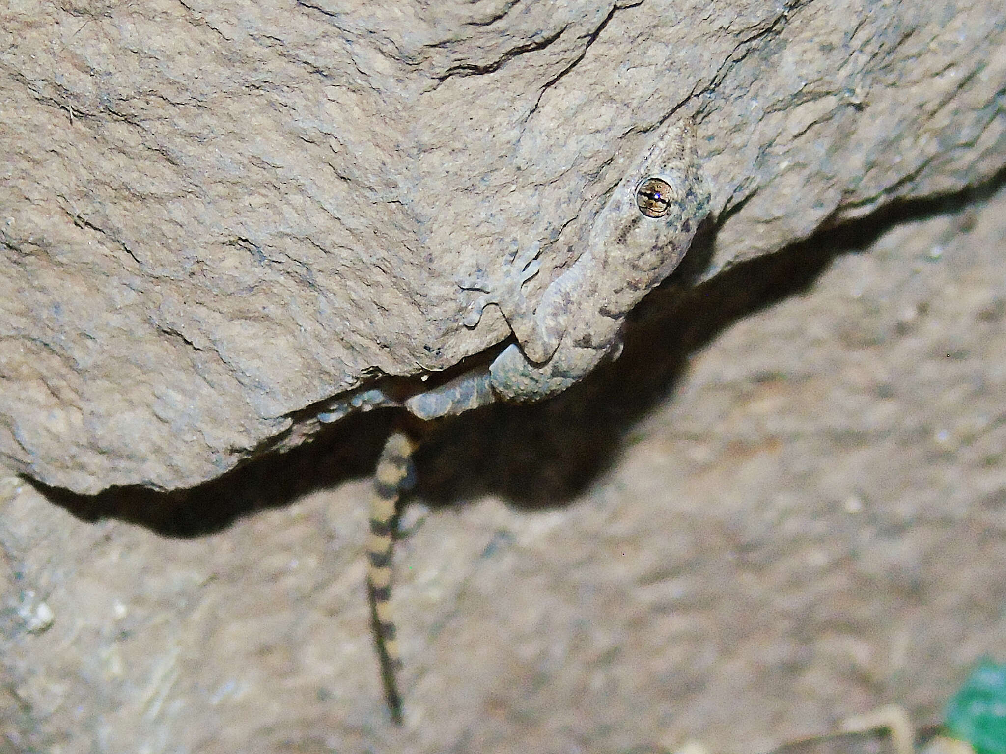 Image of Asia Minor Thin-toed Gecko