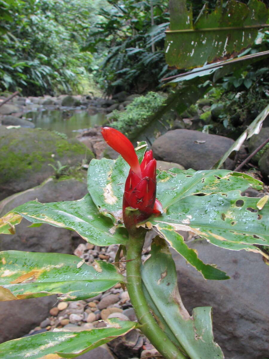 Image of spiral ginger