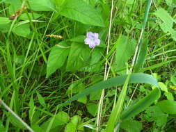 Image of limestone wild petunia