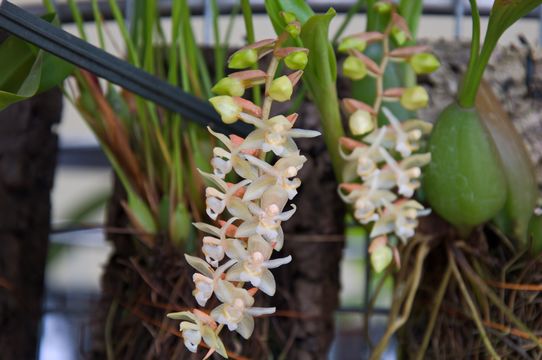Image of Rattlesnake Orchid