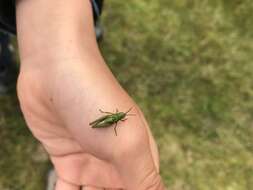 Image of Common green grasshopper