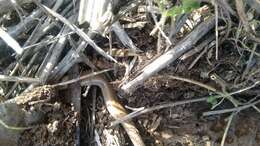 Image of Ocellated Bronze Skink