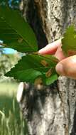 Image of Elm leafminer