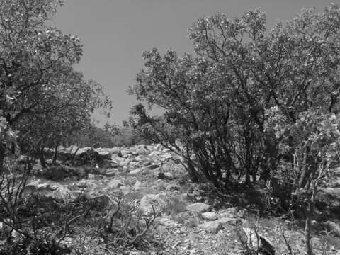 Image of Brant's oak