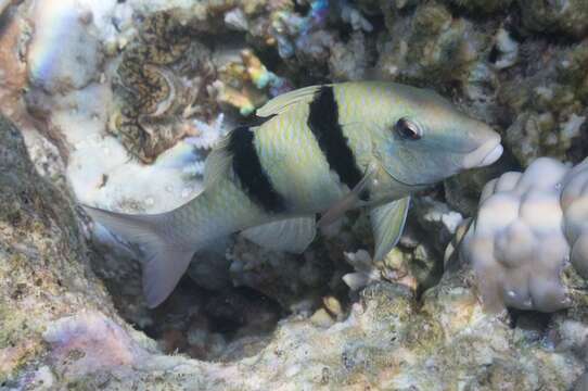 Image of Doublebar goatfish