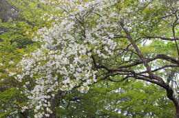 Imagem de Rhododendron quinquefolium Bisset & S. Moore