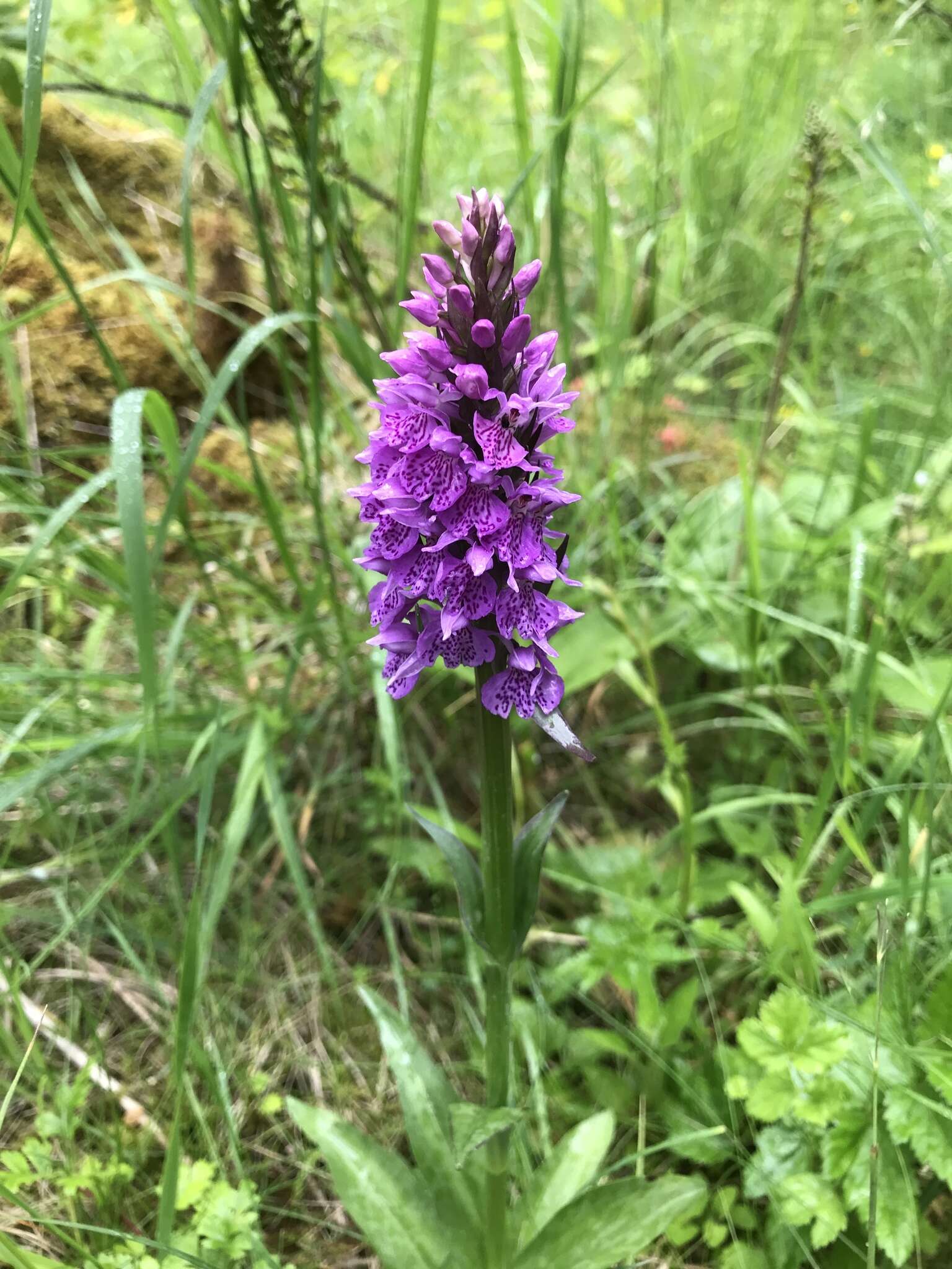 Dactylorhiza formosa Soó的圖片