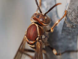 Parapolybia nodosa Vecht 1966 resmi