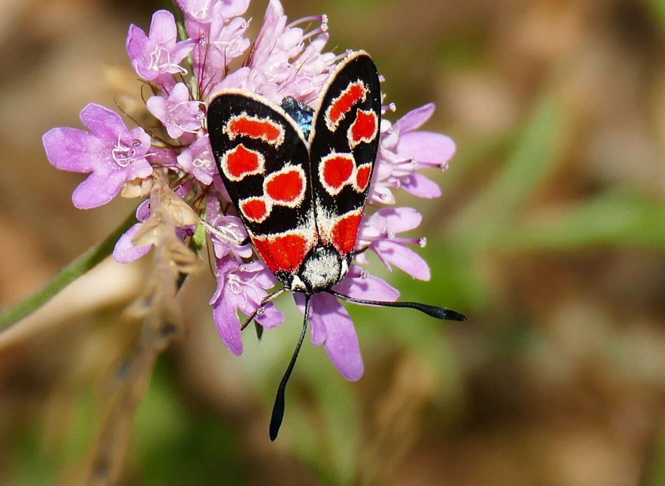 Image of Zygaena carniolica Scopoli 1763