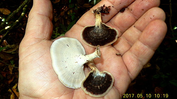 Image of <i>Flabellophora obovata</i>