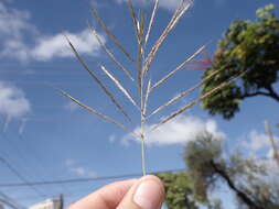 Plancia ëd Dichanthium annulatum var. annulatum