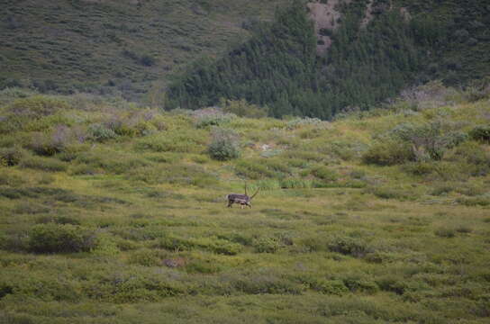 Image of barren-ground caribou