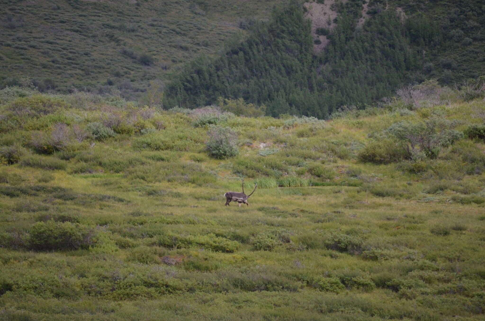 Image of barren-ground caribou