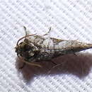 Image of Piger Grass Tubeworm Moth