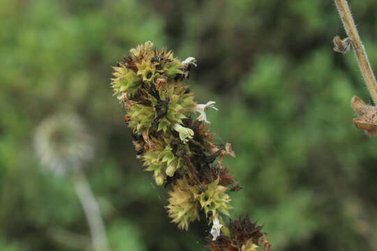 Image of Stachys distans Benth.