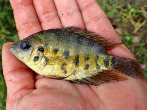 Image de Archocentrus centrarchus (Gill 1877)