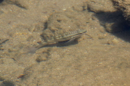 Image of Byno goby