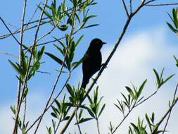 Image of Variable Oriole