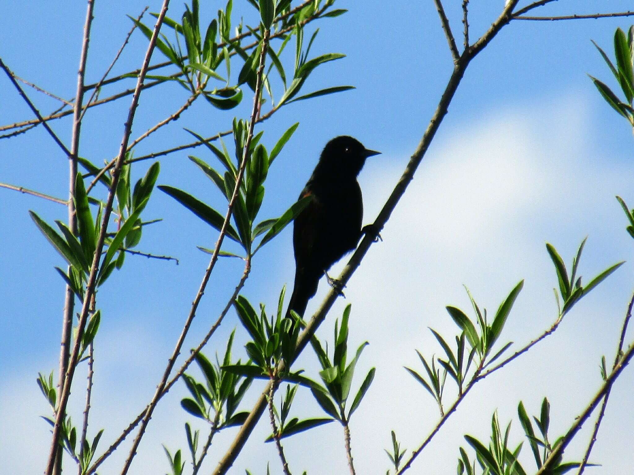 Image of Variable Oriole