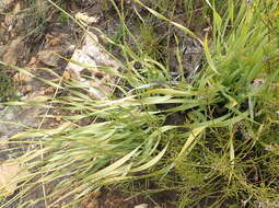 Image of Bobartia paniculata G. J. Lewis