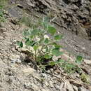 Image of Chenopodium sosnowskyi Kapeller