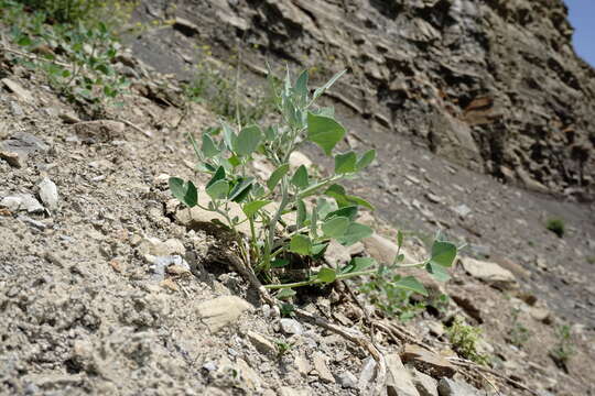 Image of Chenopodium sosnowskyi Kapeller