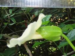 Image of Thunbergia dregeana Nees