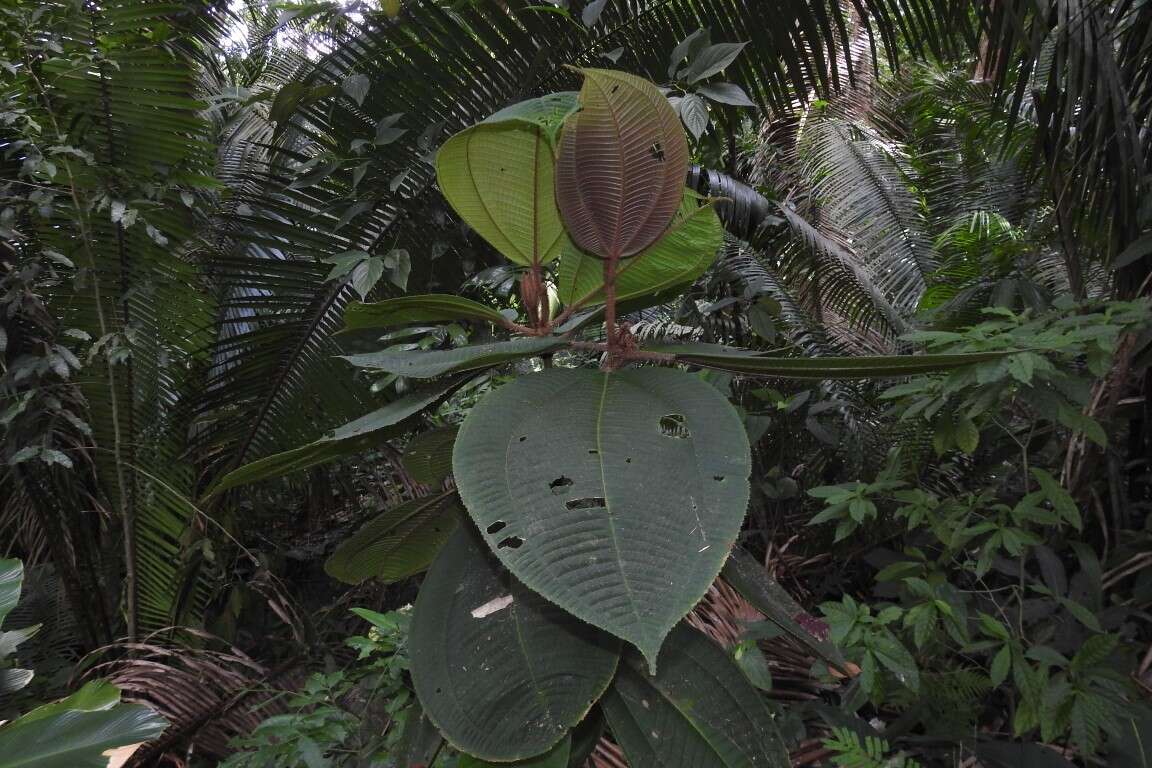 Image of Miconia paleacea Cogn.