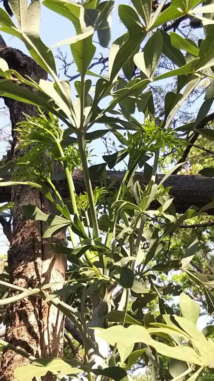 Image of Transvaal Cabbage Tree