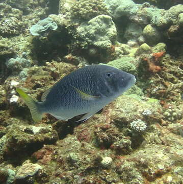 Image of Pacific yellowtail emperor