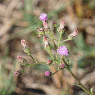 Sivun Cyanthillium cinereum var. parviflorum (Reinw. ex Bl.) Karthik. & Moorthy kuva