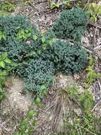 Image of Creeping Juniper