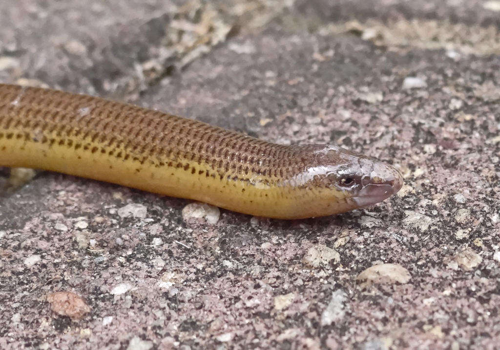 Image of Linnaeus' Lance Skink