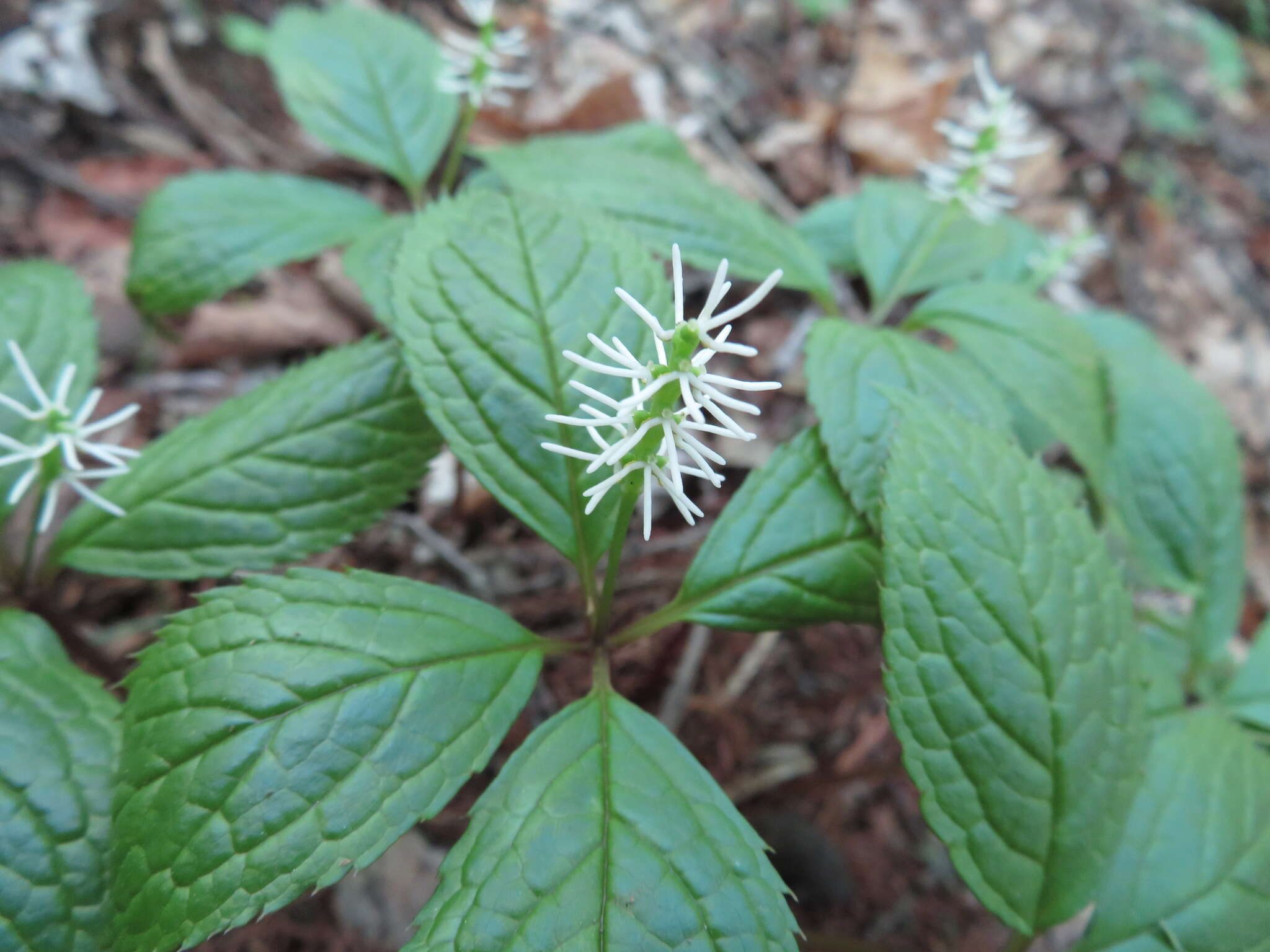 Image of Chloranthus quadrifolius (A. Gray) H. Ohba & S. Akiyama