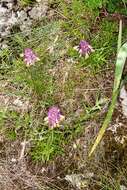 Image of Melampyrum fimbriatum Vandas