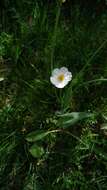 صورة Ranunculus amplexicaulis L.