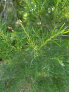 Imagem de Acacia fimbriata A. Cunn. ex G. Don