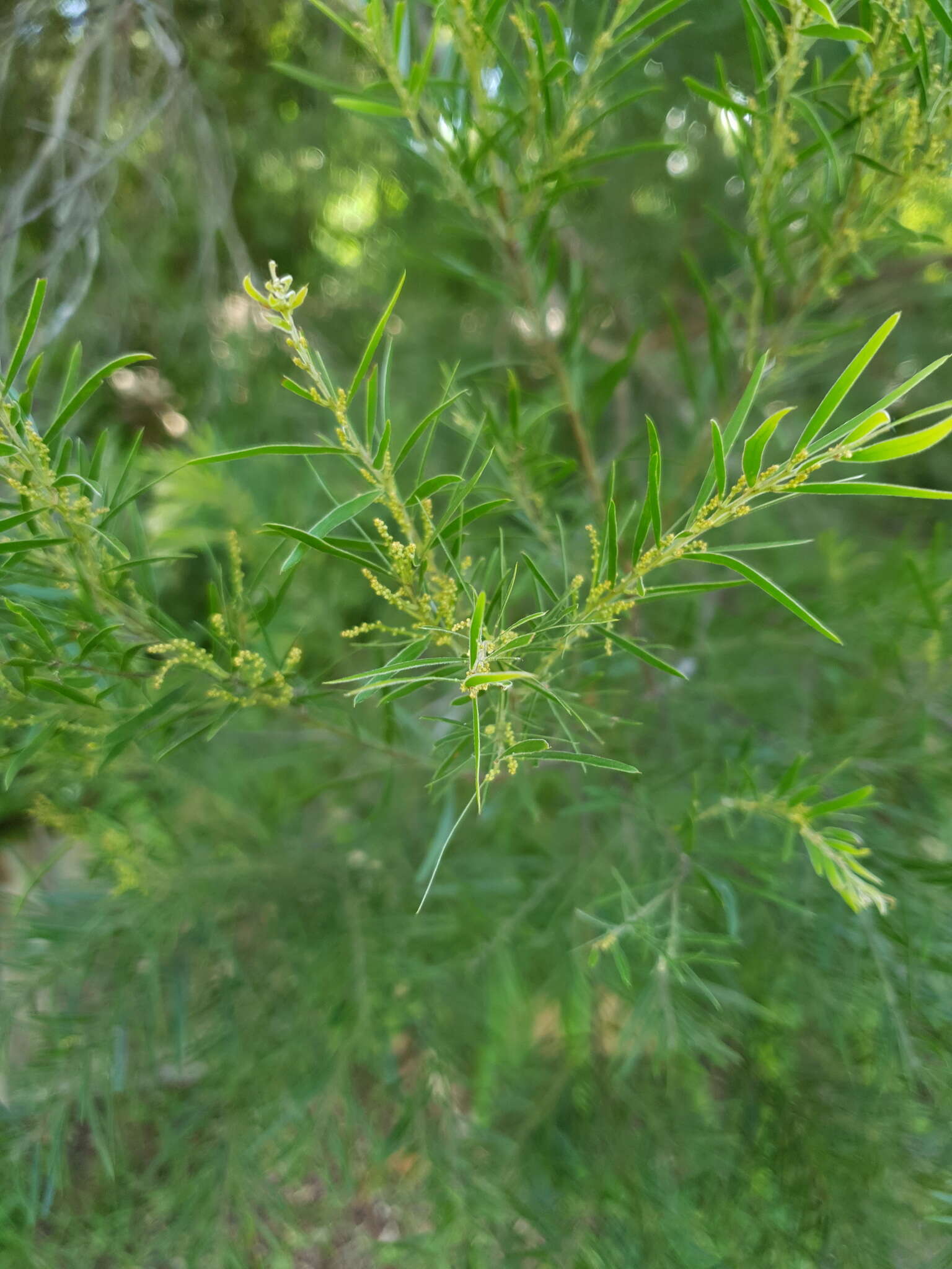 Imagem de Acacia fimbriata A. Cunn. ex G. Don