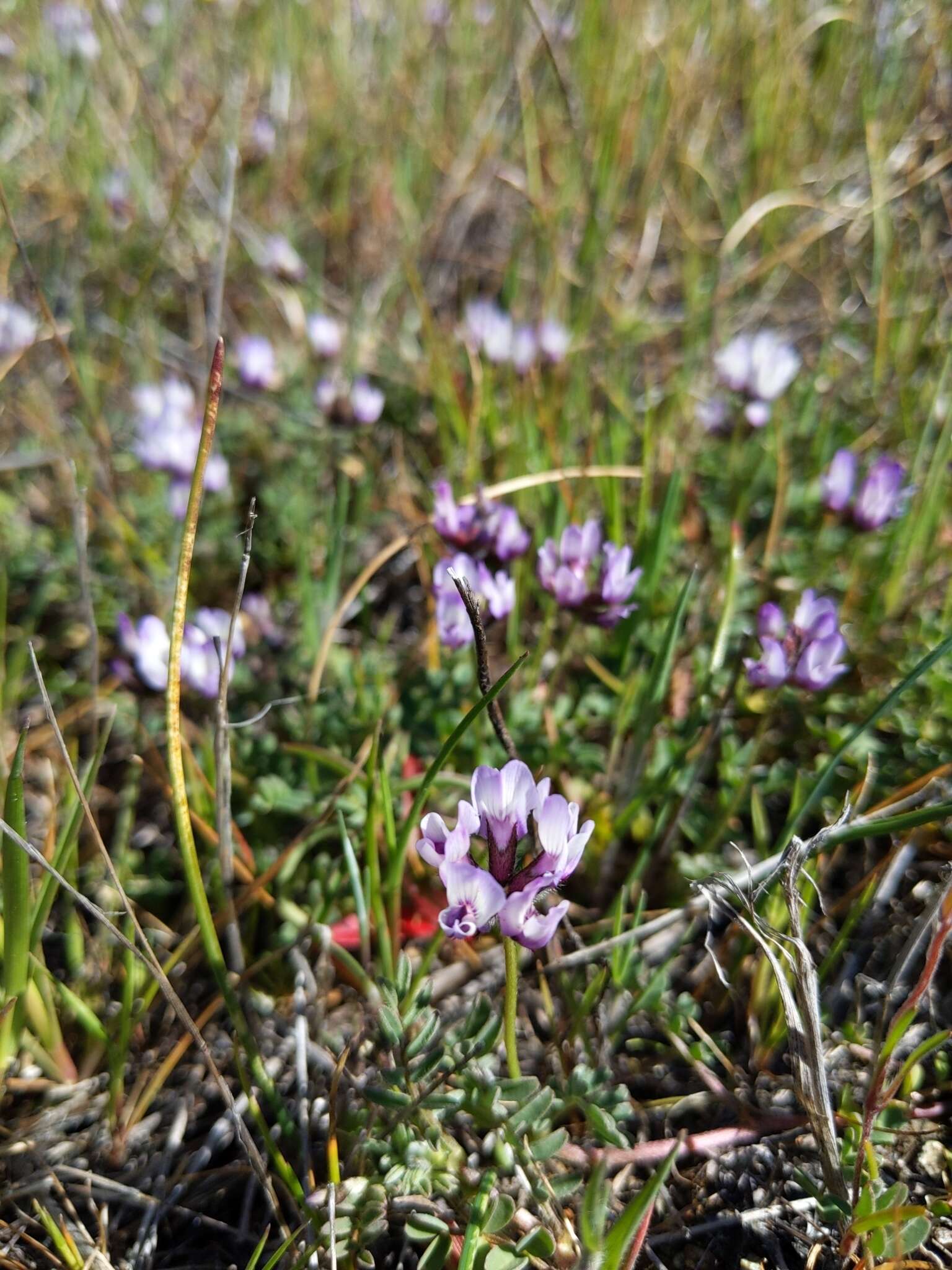 Imagem de Astragalus breweri A. Gray