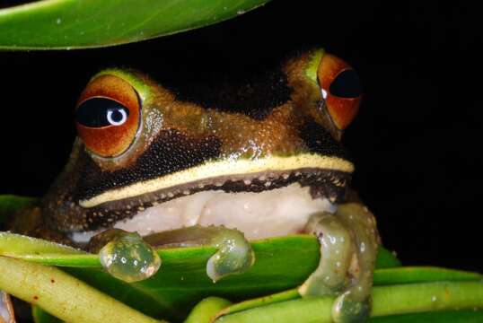 Image of Bright-eyed frog