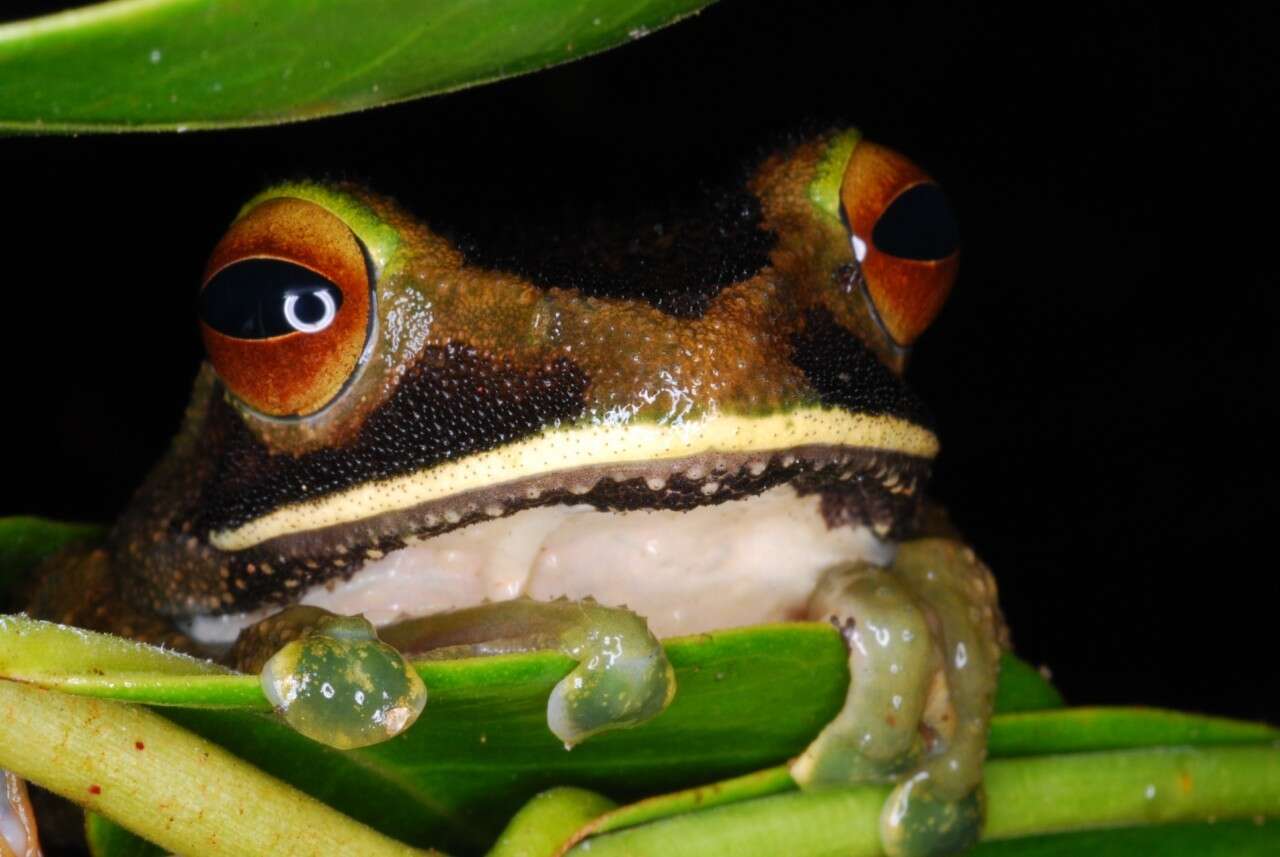 Image of Bright-eyed frog