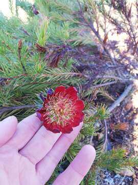 Image of Protea nana (Berg.) Thunb.