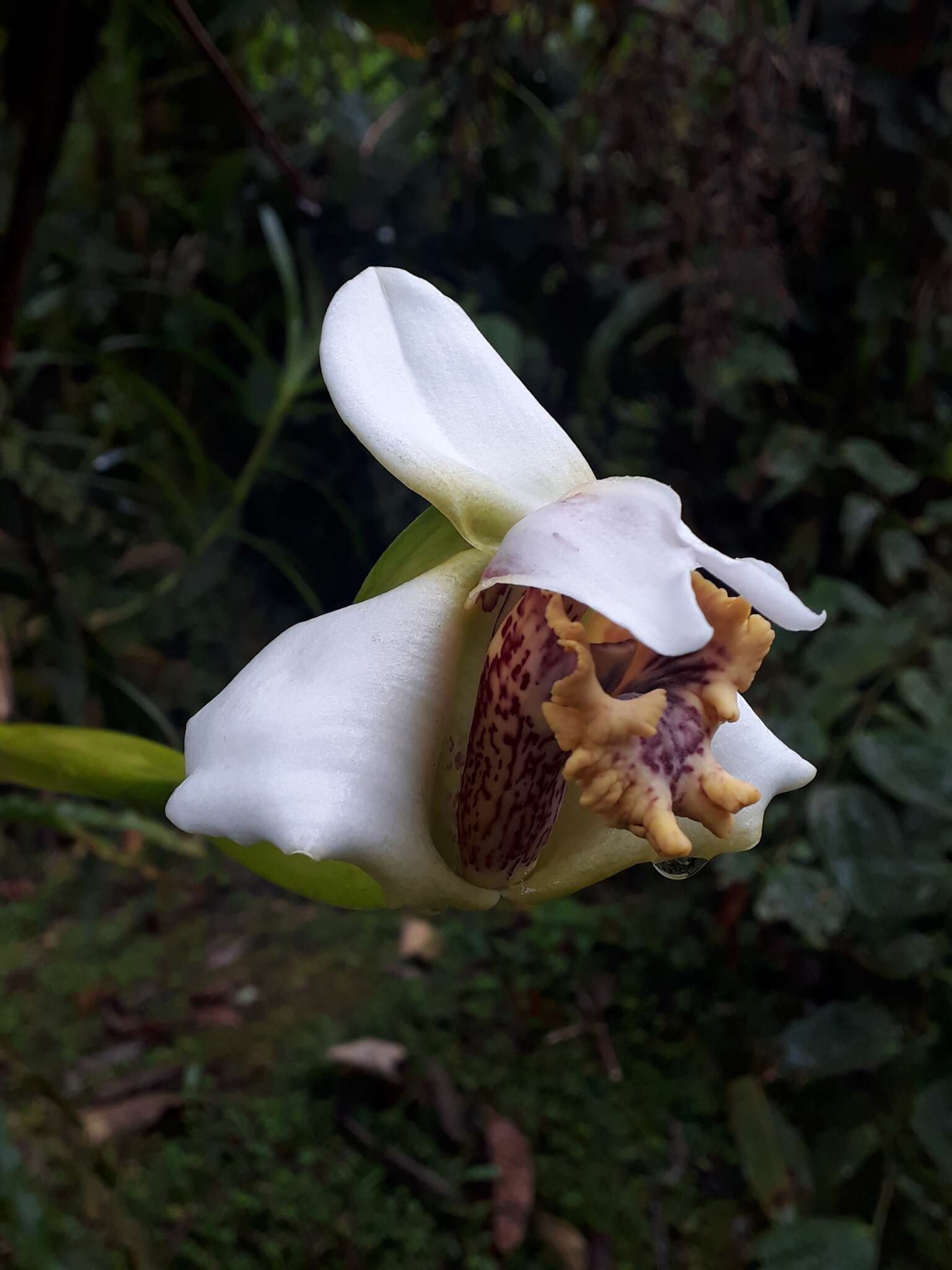 Image of Maxillaria fletcheriana Rolfe