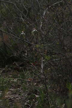 Image of Darling Scarp white spider orchid