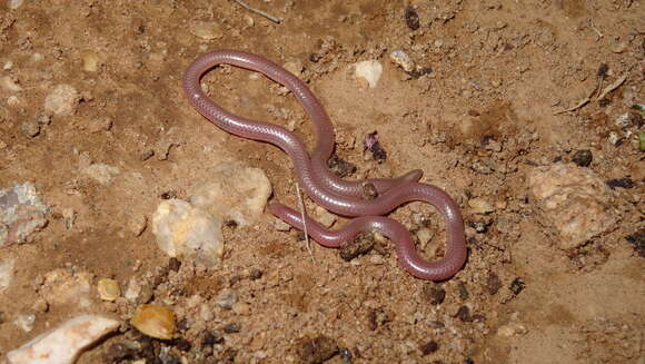 Image of Western Blind Snake