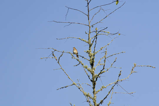 Image of Brown-backed Scrub Robin